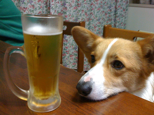 corgi-beer